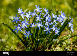 Attēlu rezultāti vaicājumam “Scilla luciliae”