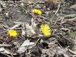 Attēlu rezultāti vaicājumam “Tussilago farfara flower”