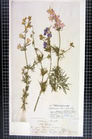 Image result for Consolida regalis