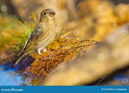 Attēlu rezultāti vaicājumam “Chloris chloris female”