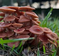 Attēlu rezultāti vaicājumam “Badhamia capsulifera var. arborea sessile”