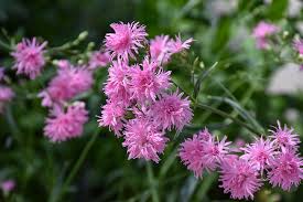 Image result for Lychnis flos-cuculi