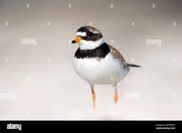 Attēlu rezultāti vaicājumam “Charadrius hiaticula”