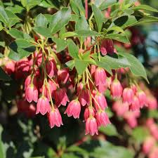 Attēlu rezultāti vaicājumam “Enkianthus chinensis flower”