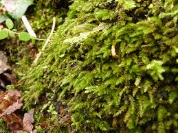 Attēlu rezultāti vaicājumam “Eurhynchium hians”