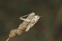 Attēlu rezultāti vaicājumam “Entomophaga grylli”