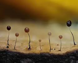 Attēlu rezultāti vaicājumam “Comatricha nigra spores”