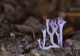 Attēlu rezultāti vaicājumam “Ramariopsis pulchella”