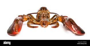 Image result for Homarus americanus