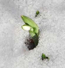 Attēlu rezultāti vaicājumam “Galanthus nivalis bud”