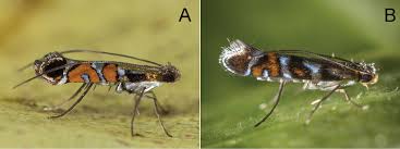 Attēlu rezultāti vaicājumam “Gracillariidae”