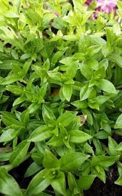 Image result for Silene schafta