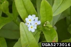 Attēlu rezultāti vaicājumam “Myosotis scorpioides bud”