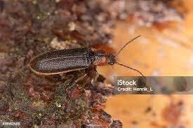 Attēlu rezultāti vaicājumam “Denticollis linearis”