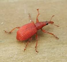 Attēlu rezultāti vaicājumam “Apion sp.”