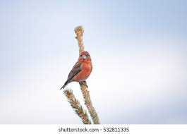 Attēlu rezultāti vaicājumam “Loxia pytyopsittacus”
