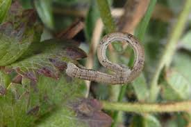 Attēlu rezultāti vaicājumam “Rhodostrophia vibicaria”