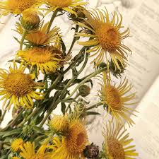 Attēlu rezultāti vaicājumam “Inula britannica leaf”