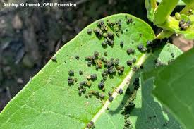 Image result for insect poop