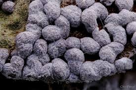 Attēlu rezultāti vaicājumam “Physarum cinereum macro”