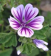Image result for Malva sylvestris 'Zebrina'