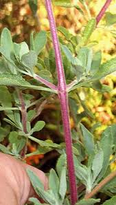 Attēlu rezultāti vaicājumam “Dianema nivale sessile”