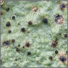 Attēlu rezultāti vaicājumam “Vouauxiomyces santessonii”