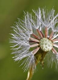 Attēlu rezultāti vaicājumam “Senecio viscosus fruit”