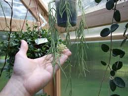 Image result for Alonsoa linearis