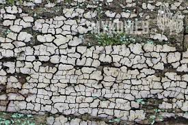 Attēlu rezultāti vaicājumam “Xylobolus frustulatus”