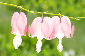 Image result for tränendes Herz