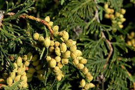 Attēlu rezultāti vaicājumam “Thuja occidentalis flower”