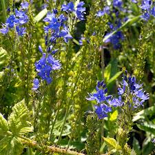 Attēlu rezultāti vaicājumam “Veronica austriaca subsp. teucrium leaf”