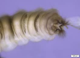 Attēlu rezultāti vaicājumam “Atylotus sp.”