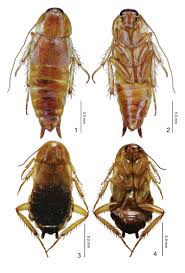 Attēlu rezultāti vaicājumam “Blattoptera”