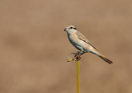 Image result for Lanius isabellinus