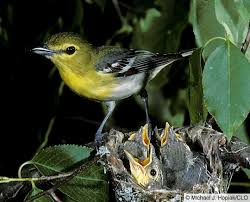 Image result for Vireo flavifrons