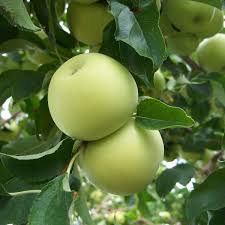 Attēlu rezultāti vaicājumam “Malus domestica”