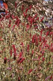 Attēlu rezultāti vaicājumam “Poterium sanguisorba flower”