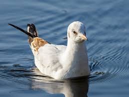 Attēlu rezultāti vaicājumam “Larus ridibundus juvenile”