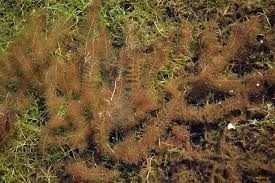 Attēlu rezultāti vaicājumam “Myriophyllum alterniflorum”