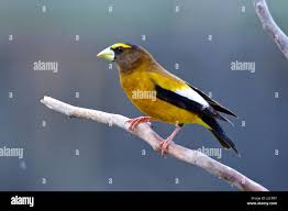 Image result for Hesperiphona vespertina