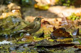 Image result for Luscinia cyane