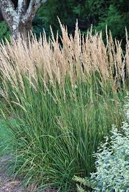 Attēlu rezultāti vaicājumam “Calamagrostis purpurea”