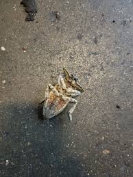 Attēlu rezultāti vaicājumam “Anostirus castaneus”