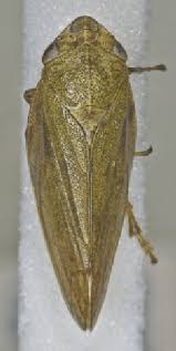 Attēlu rezultāti vaicājumam “Aphrophora salicina”