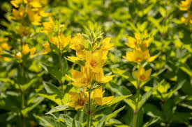 Attēlu rezultāti vaicājumam “Lysimachia punctata”