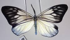 Attēlu rezultāti vaicājumam “Zygaenidae”