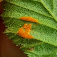 Attēlu rezultāti vaicājumam “Triphragmium ulmariae”