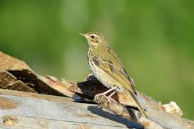 Image result for Anthus hodgsoni